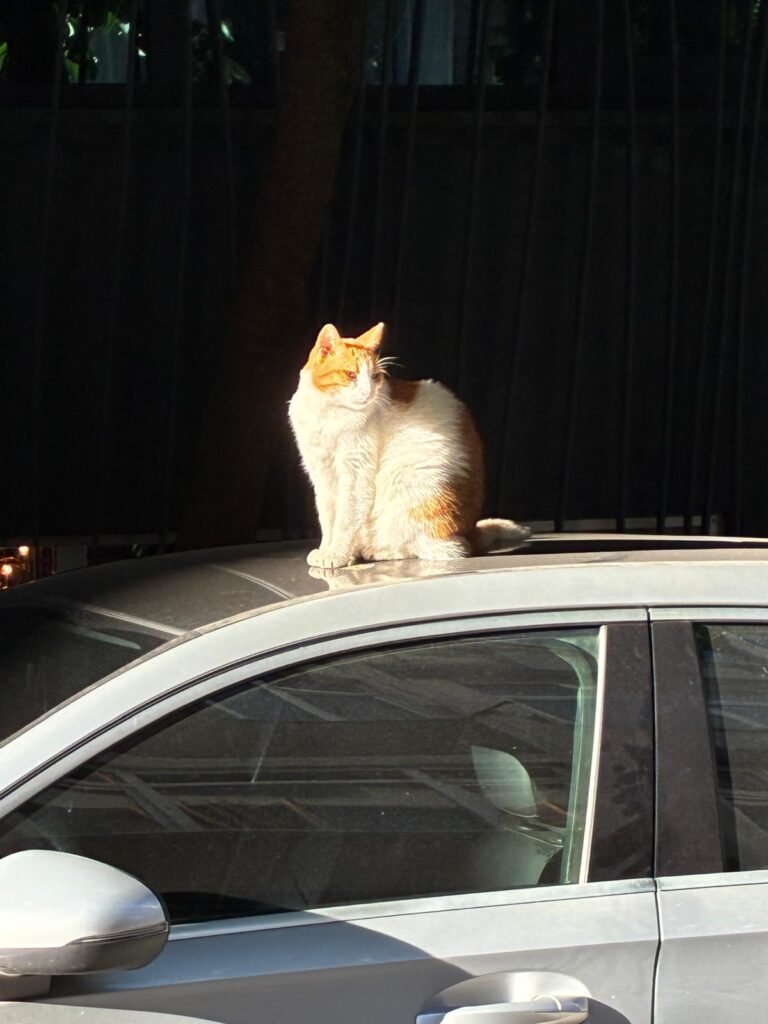 cat istanbul